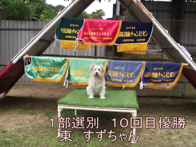 活躍するワンちゃん しつけ教室部門